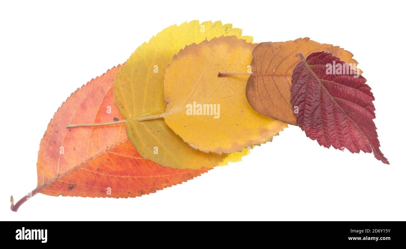 Autumn leaves isolated on white background Stock Photo - Alamy