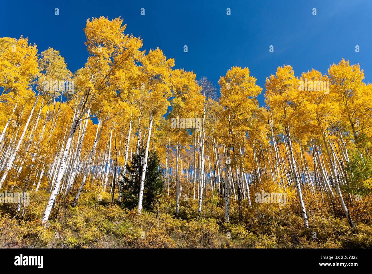 Quaking aspen trees with fall colors and blue sky near Rico, Colorado Stock Photo