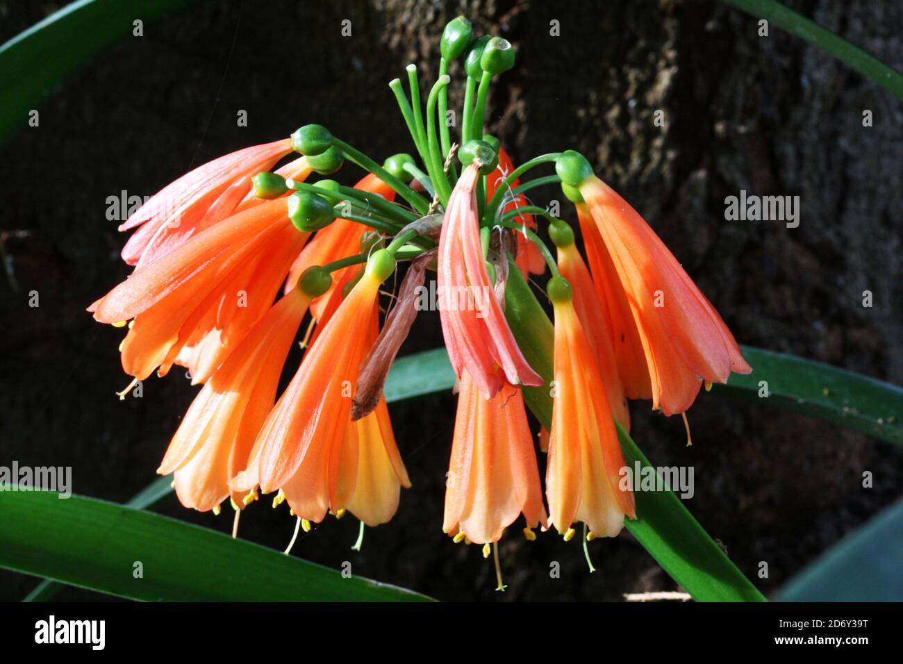 Riemenblatt hires stock photography and images Alamy