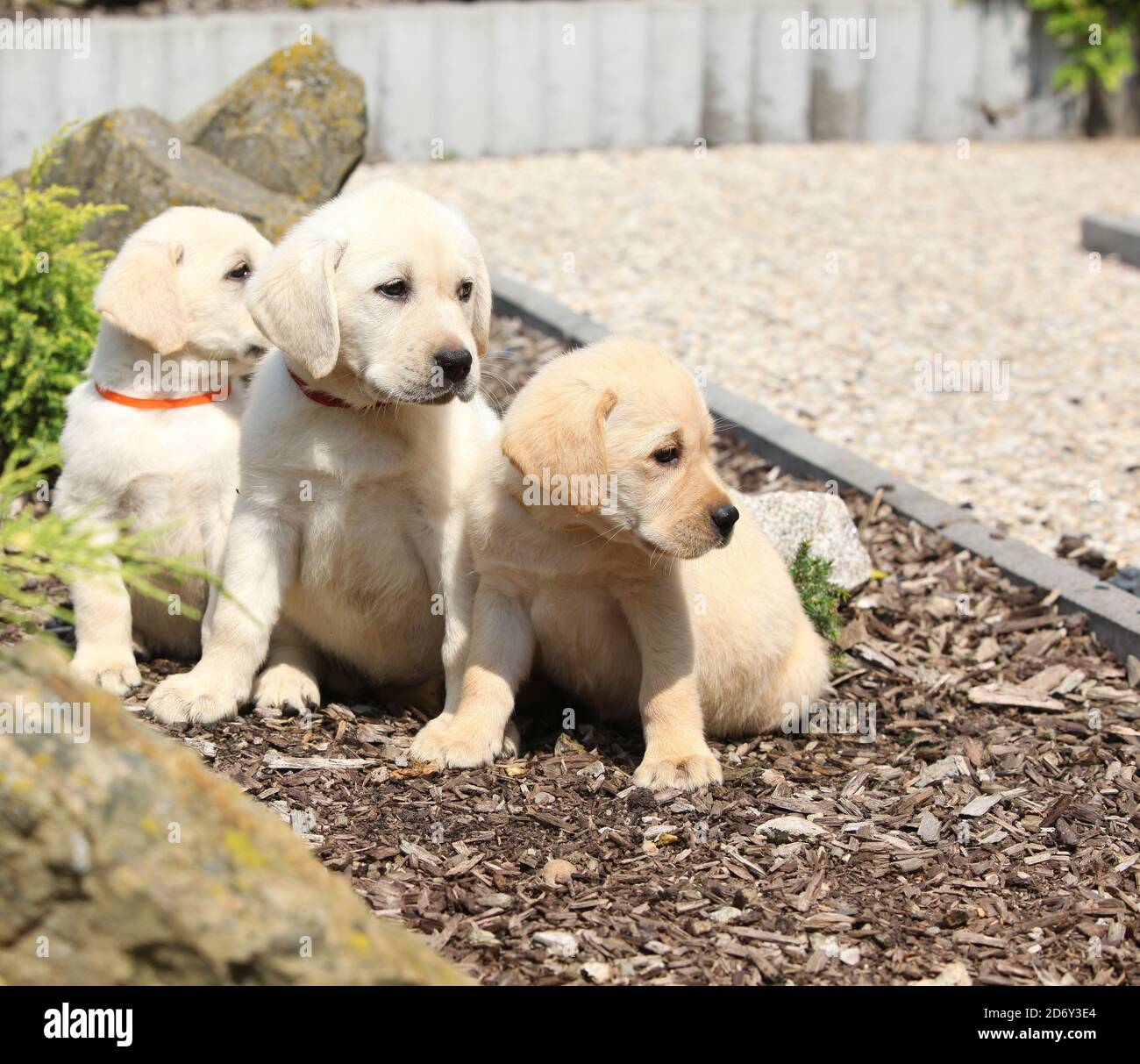 Amazing puppies of labrador retriever in the garden Stock Photo - Alamy