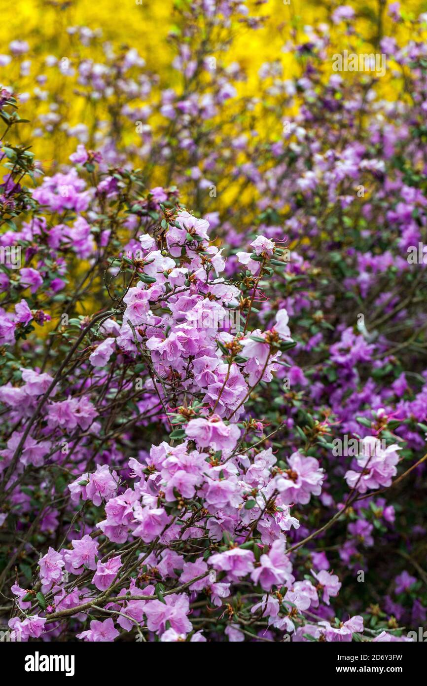 Flowering shrubs garden Stock Photo