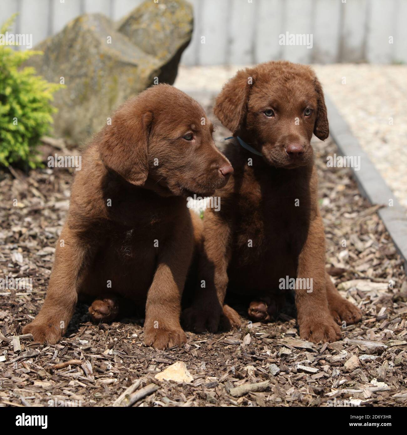 Adorable puppies of chesapeake bay retriever in the garden Stock Photo