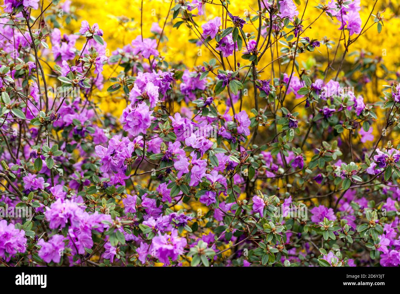 Flowering shrubs trees Springtime Purple Rhododendron dauricum Yellow Forsythia Blooming April Yellow Purple Blossoms Garden Spring Plants in Bloom Stock Photo