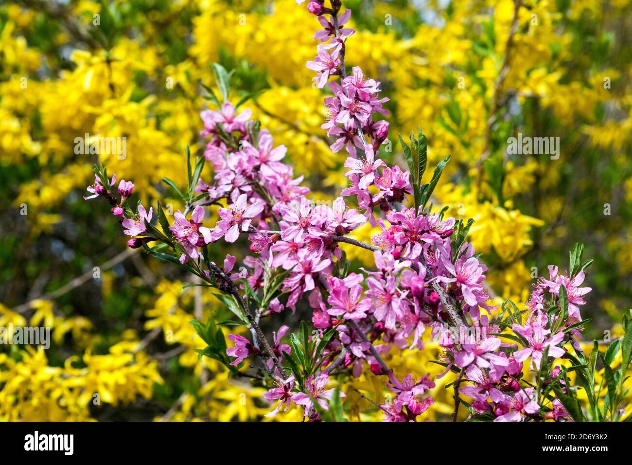 Spring season beauty pink shrub flowers Prunus Forsythia Stock Photo