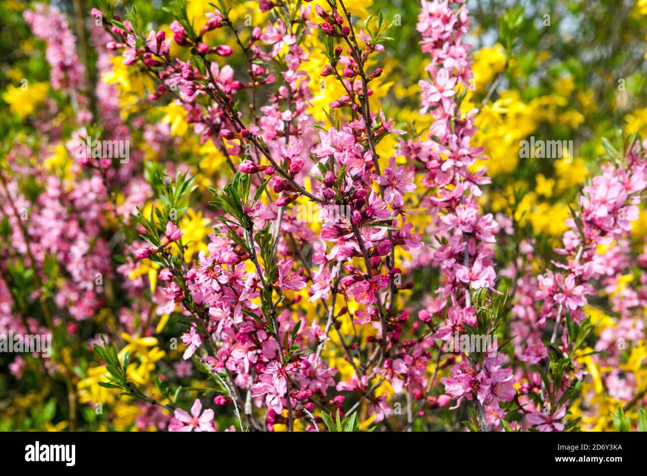 Flowering shrubs trees springtime Stock Photo