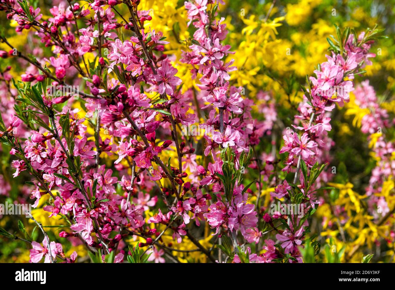 Spring garden shrubs Forsythia Prunus blooming Stock Photo Alamy