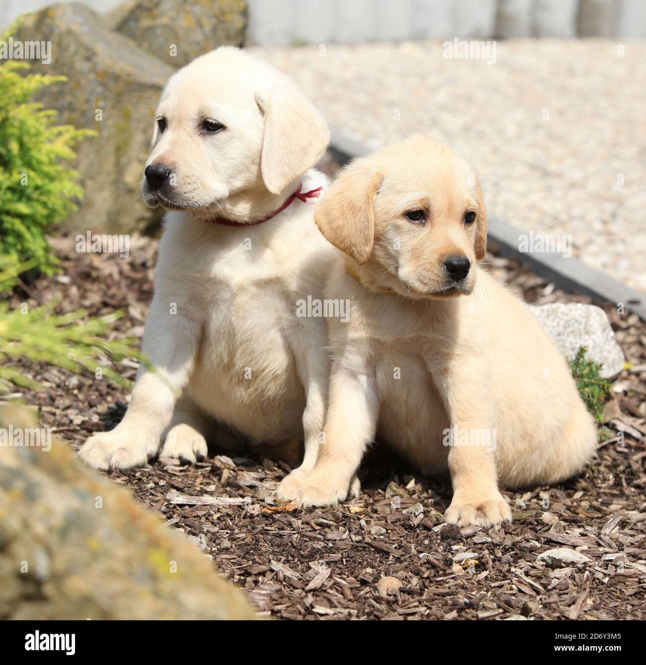 Amazing puppies of labrador retriever in the garden Stock Photo - Alamy