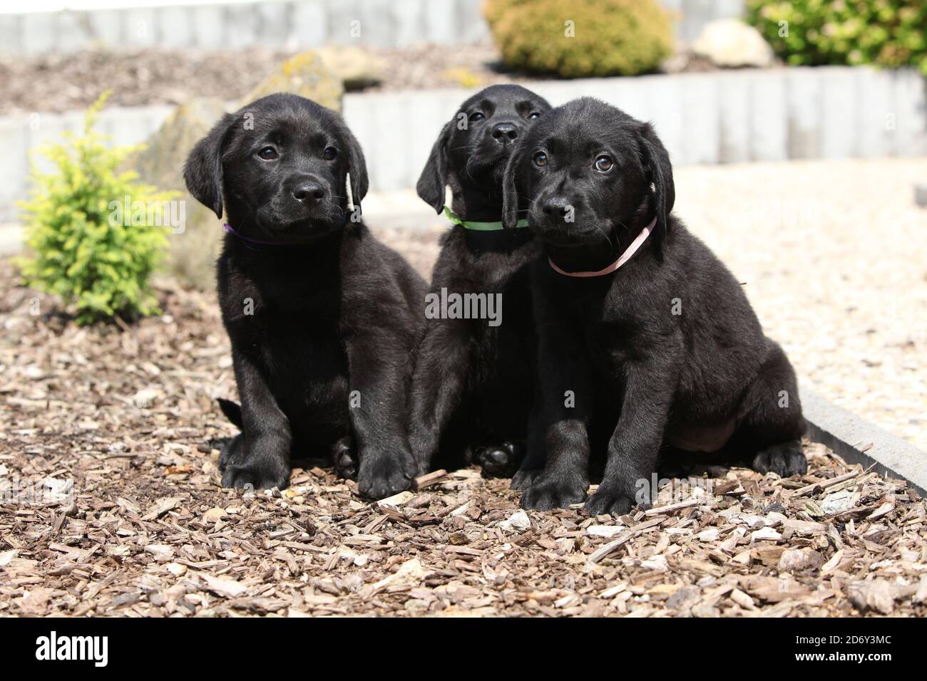 Amazing puppies of labrador retriever in the garden Stock Photo - Alamy