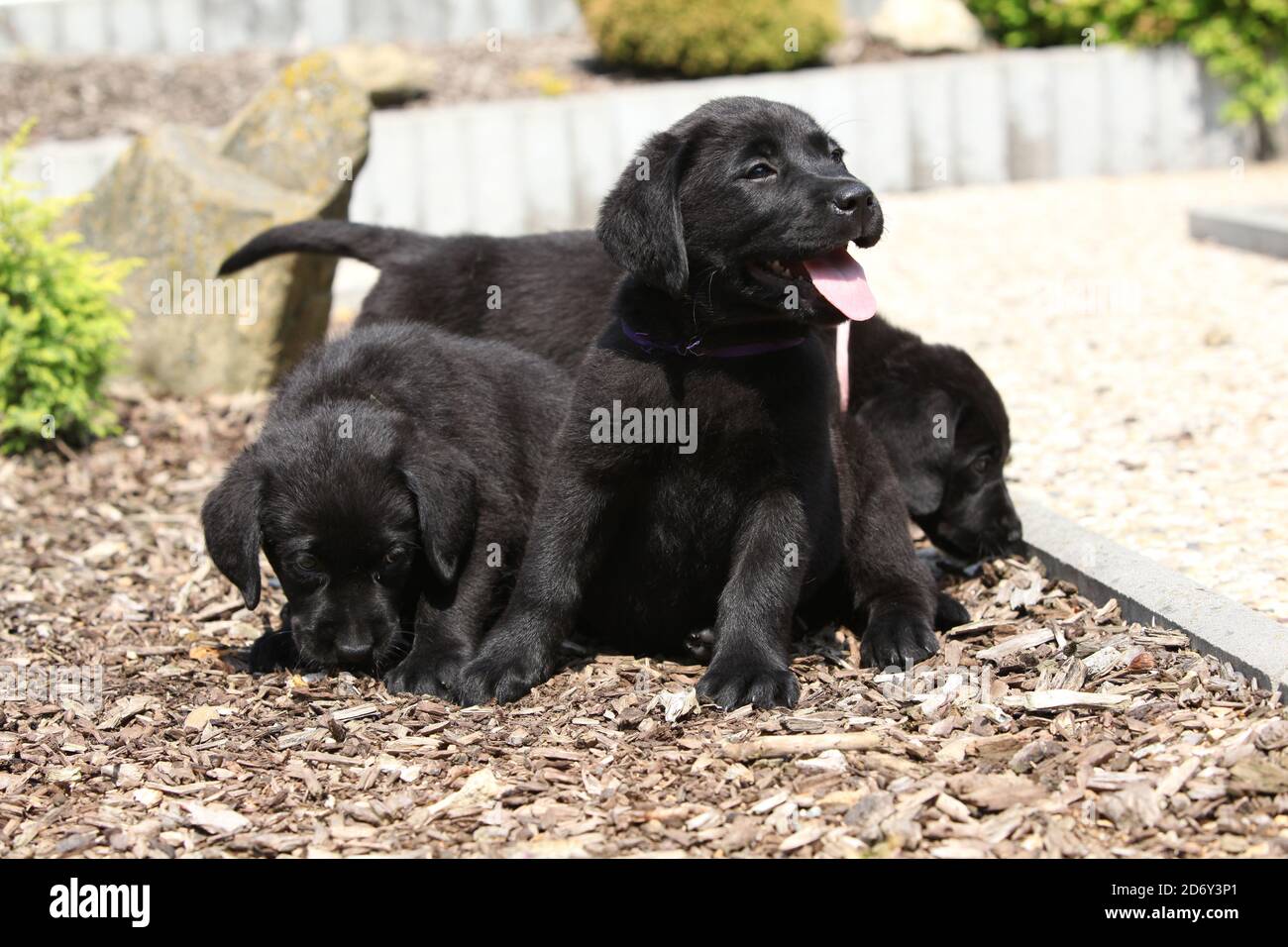 Amazing puppies of labrador retriever in the garden Stock Photo - Alamy