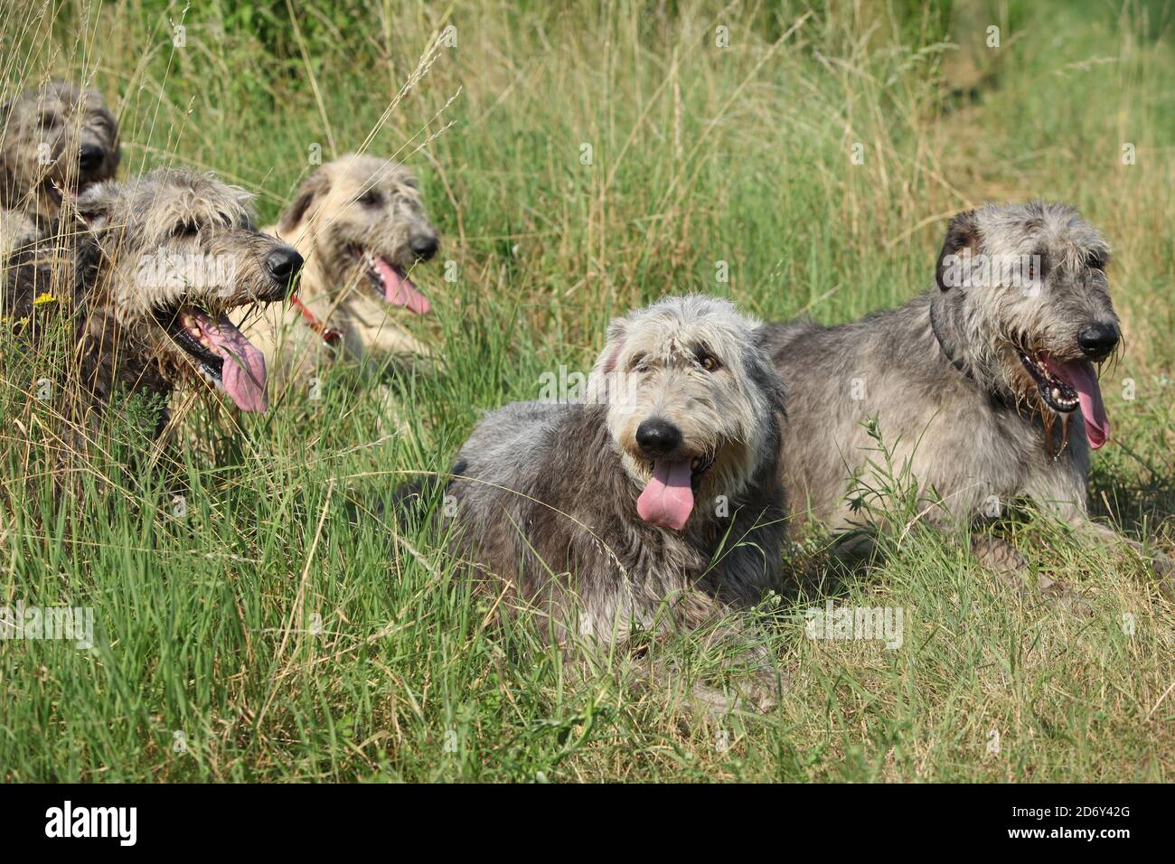 Amazing Irish wolfhounds resting together in high grass Stock Photo Alamy