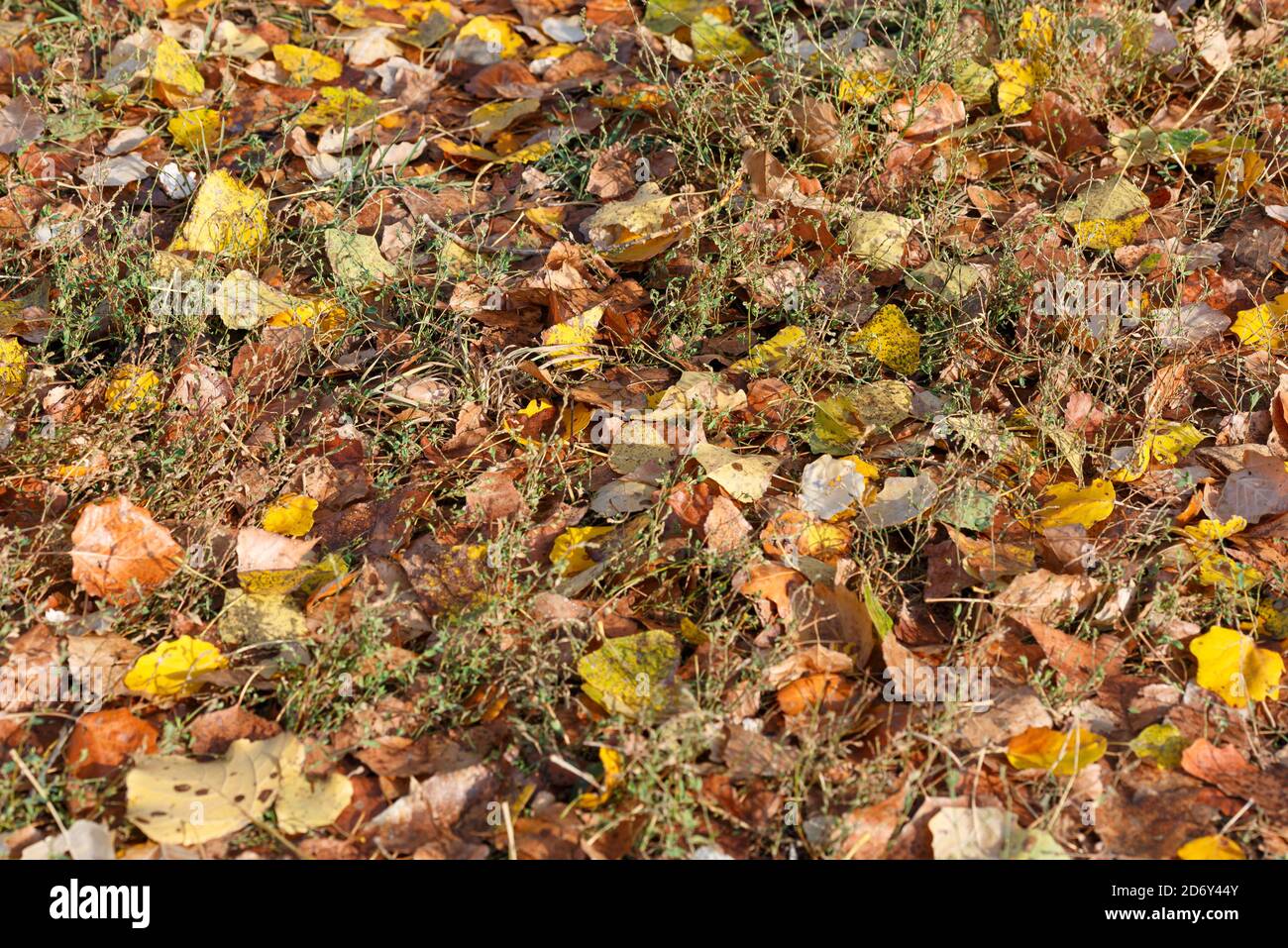 Carpet of yellow linden leaves hi-res stock photography and images - Alamy