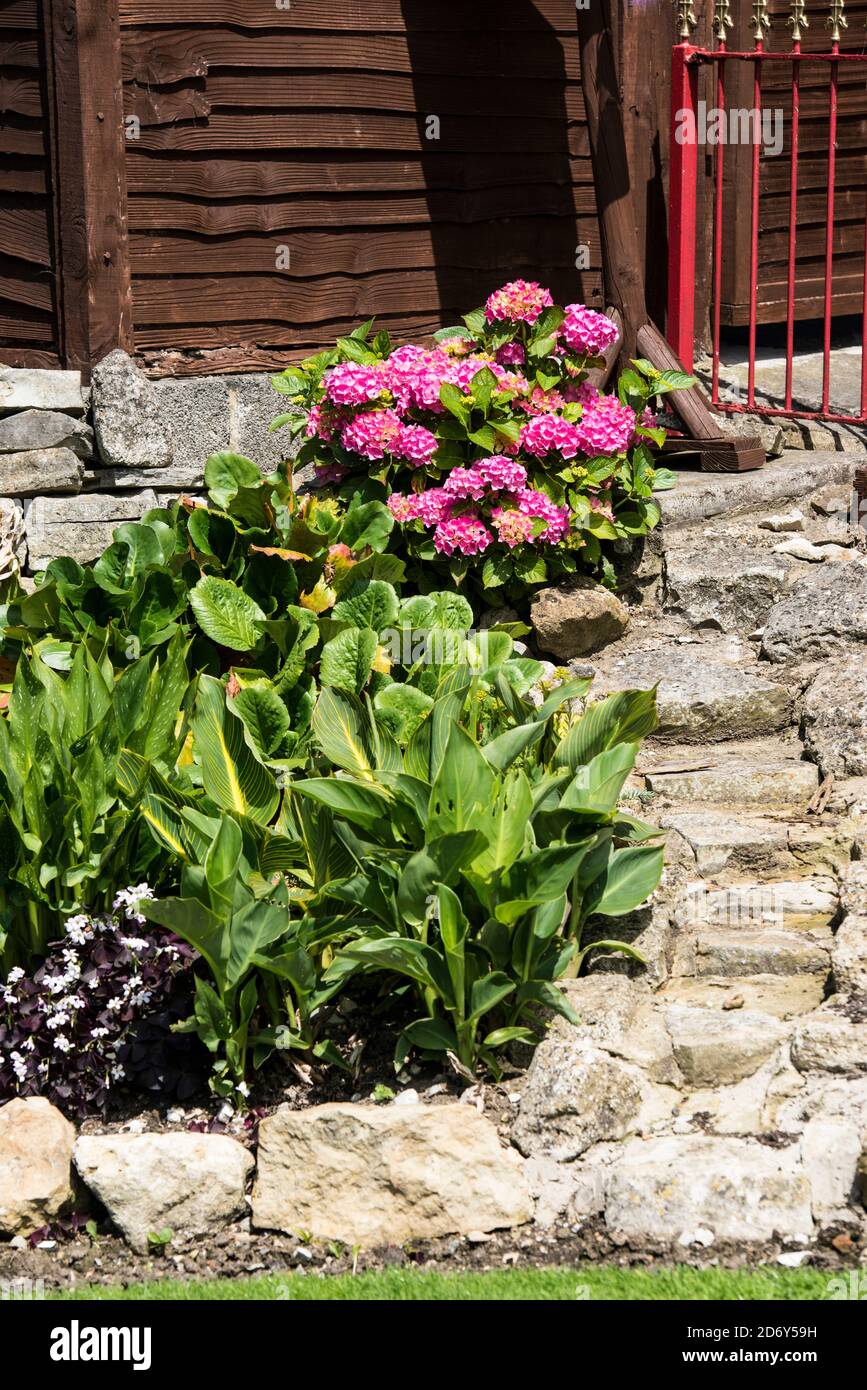 Pink Hydrangea lining a rustic stone pathway in front of a building in Glastonbury, England. Hydrangea macrophylla, Bigleaf. Stock Photo