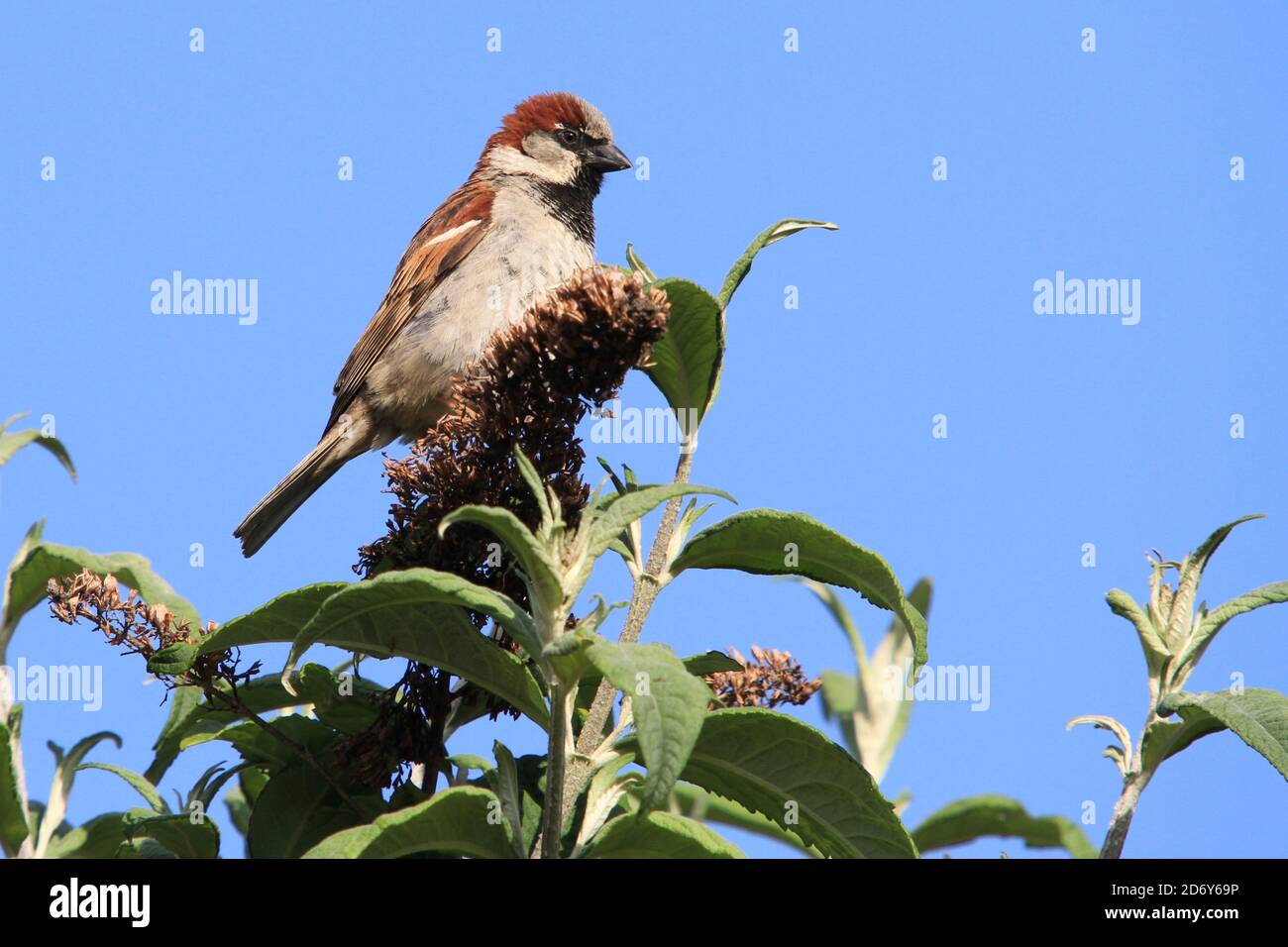House Sparrow perched on a plant Stock Photo Alamy