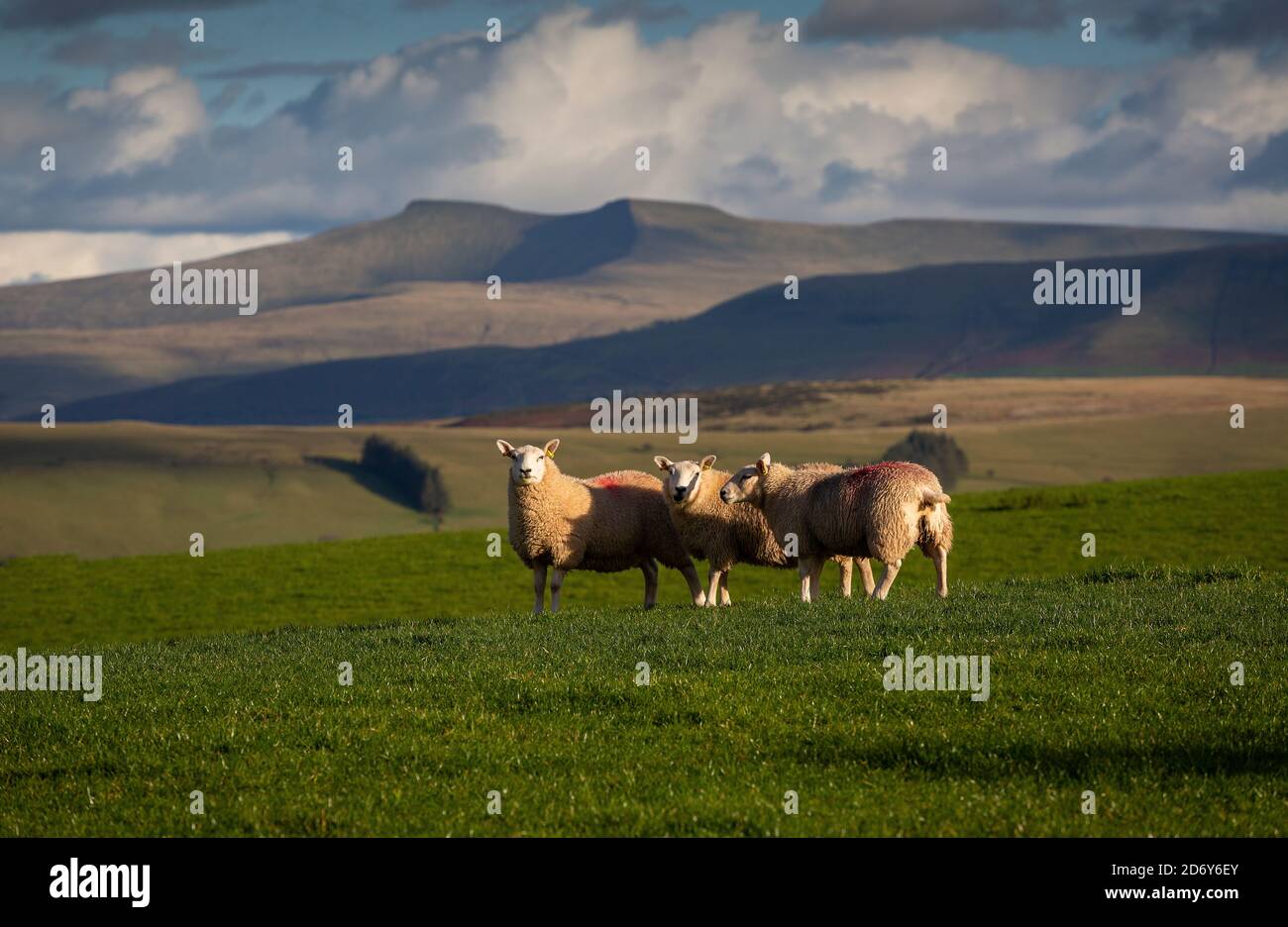 Ruminants hi-res stock photography and images - Alamy