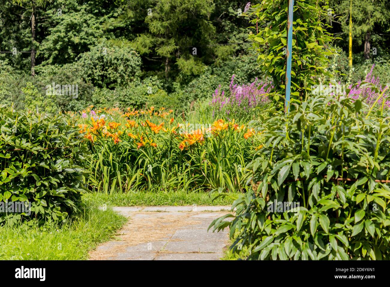Thicket of  red daylilies  ( Hemerocallis ) on a  rose garden . Botanical garden in the middle of summer. Stock Photo