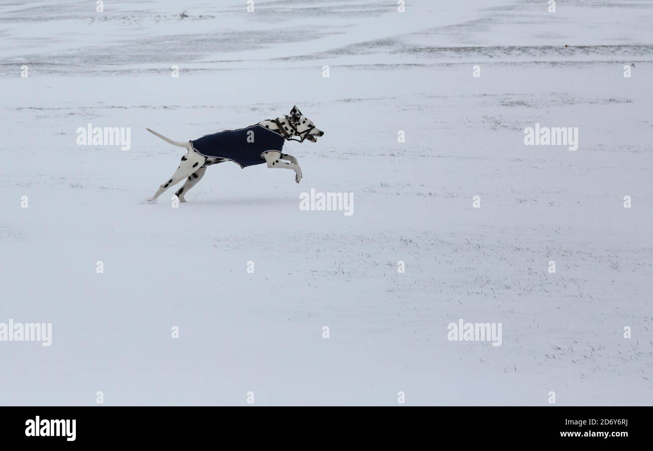 Dalmatian dog with winter coat jumping on a snow covered landscape Stock Photo