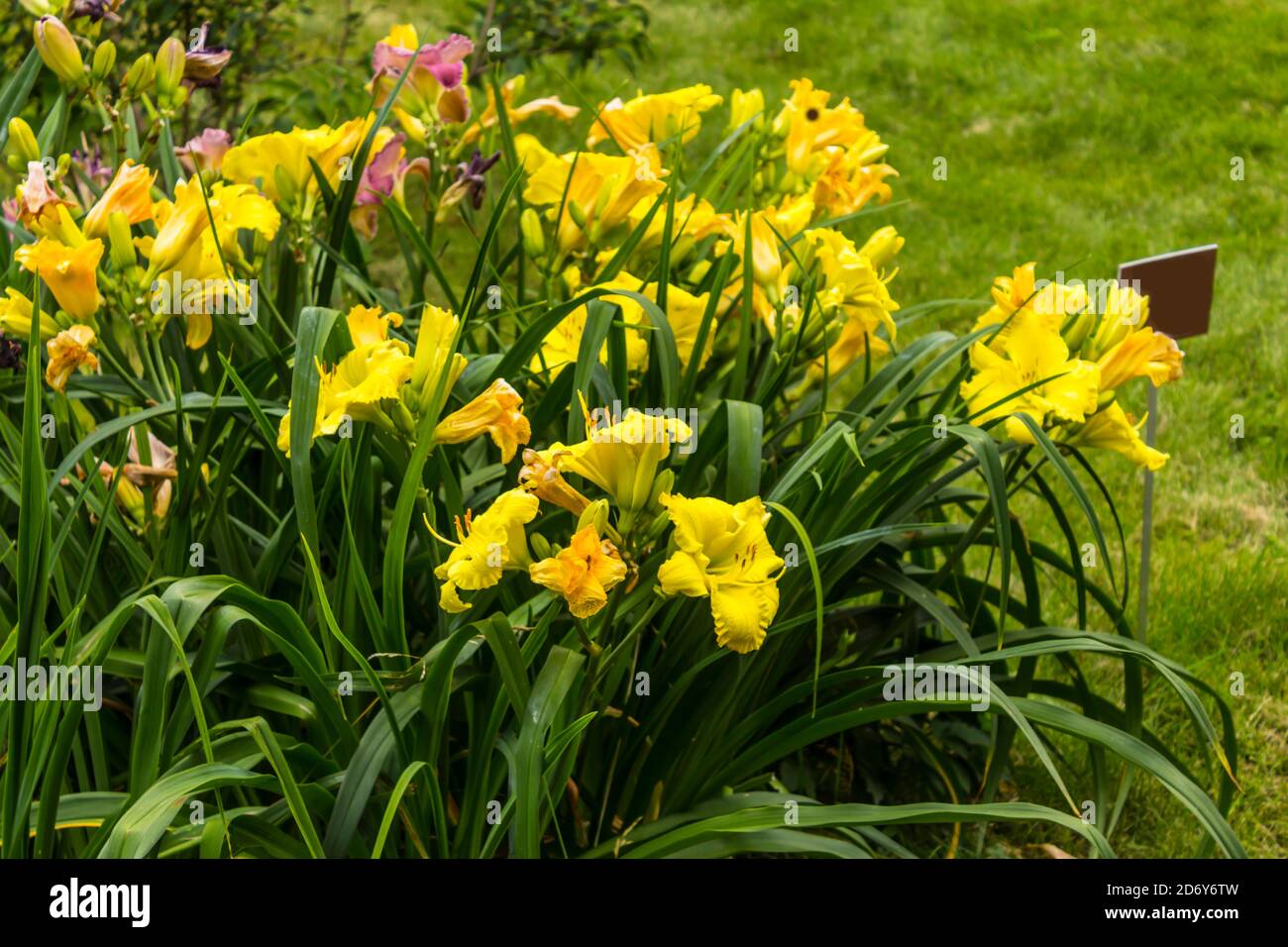 Thickets of yellow daylilys  ( Hemerocallis ) on a background of green grass . Botanical garden in the middle of summer. Stock Photo