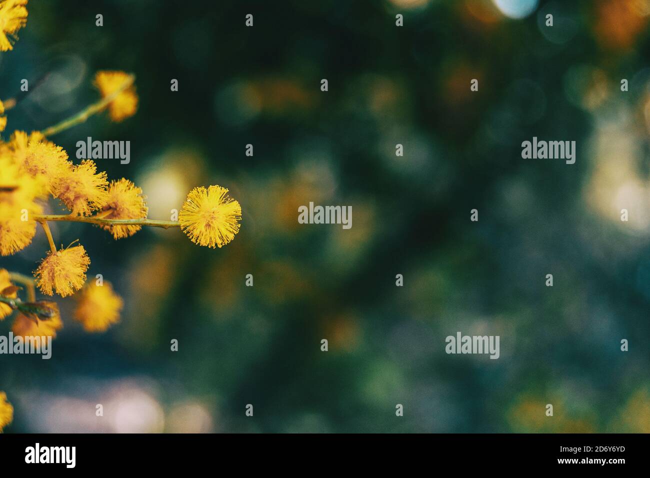 Close-up of a golden flower of acacia pycantha on bokeh background Stock Photo