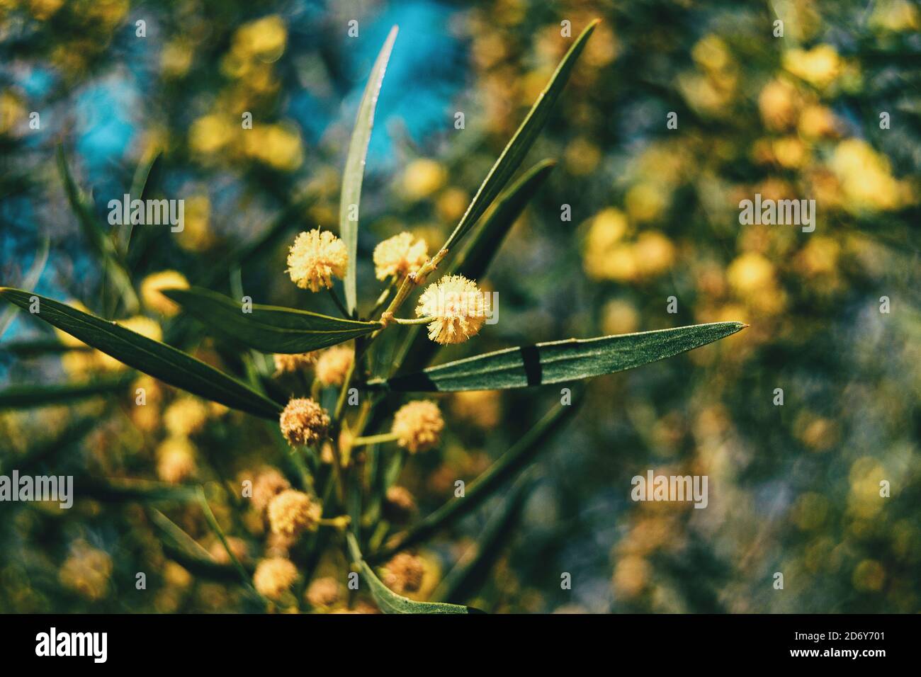 Close-up of some golden flowers and green leaves of acacia pycantha on bokeh background Stock Photo