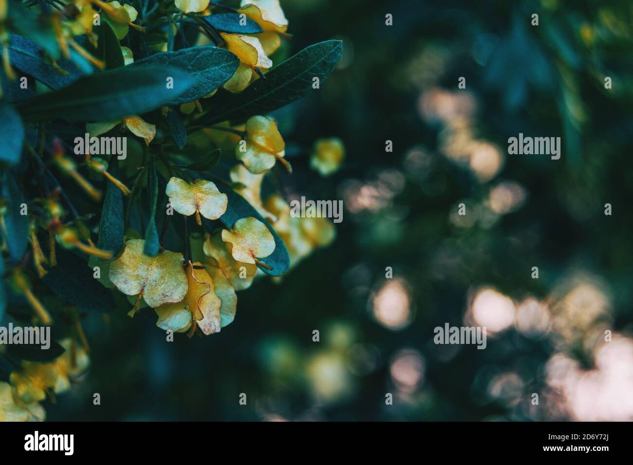 Close-up of some yellow flowers of dodonaea viscosa on bokeh in nature Stock Photo