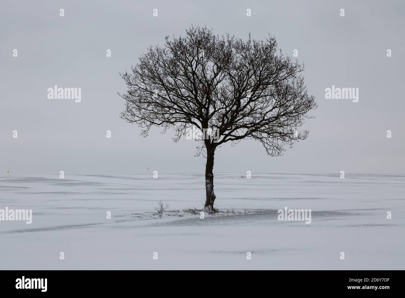 Single tree on an empty snowy landscape Stock Photo