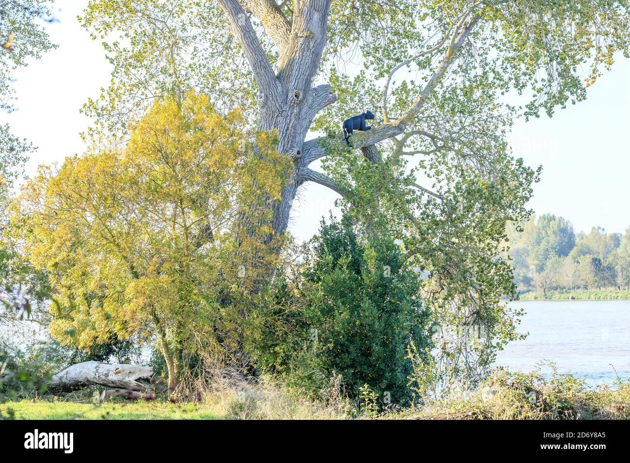 France, Loire Atlantique, Loire estuary, Bouguenais, Les Colons (here the panther) by American artist Sarah Sze installed as part of the Estuaire Cont Stock Photo