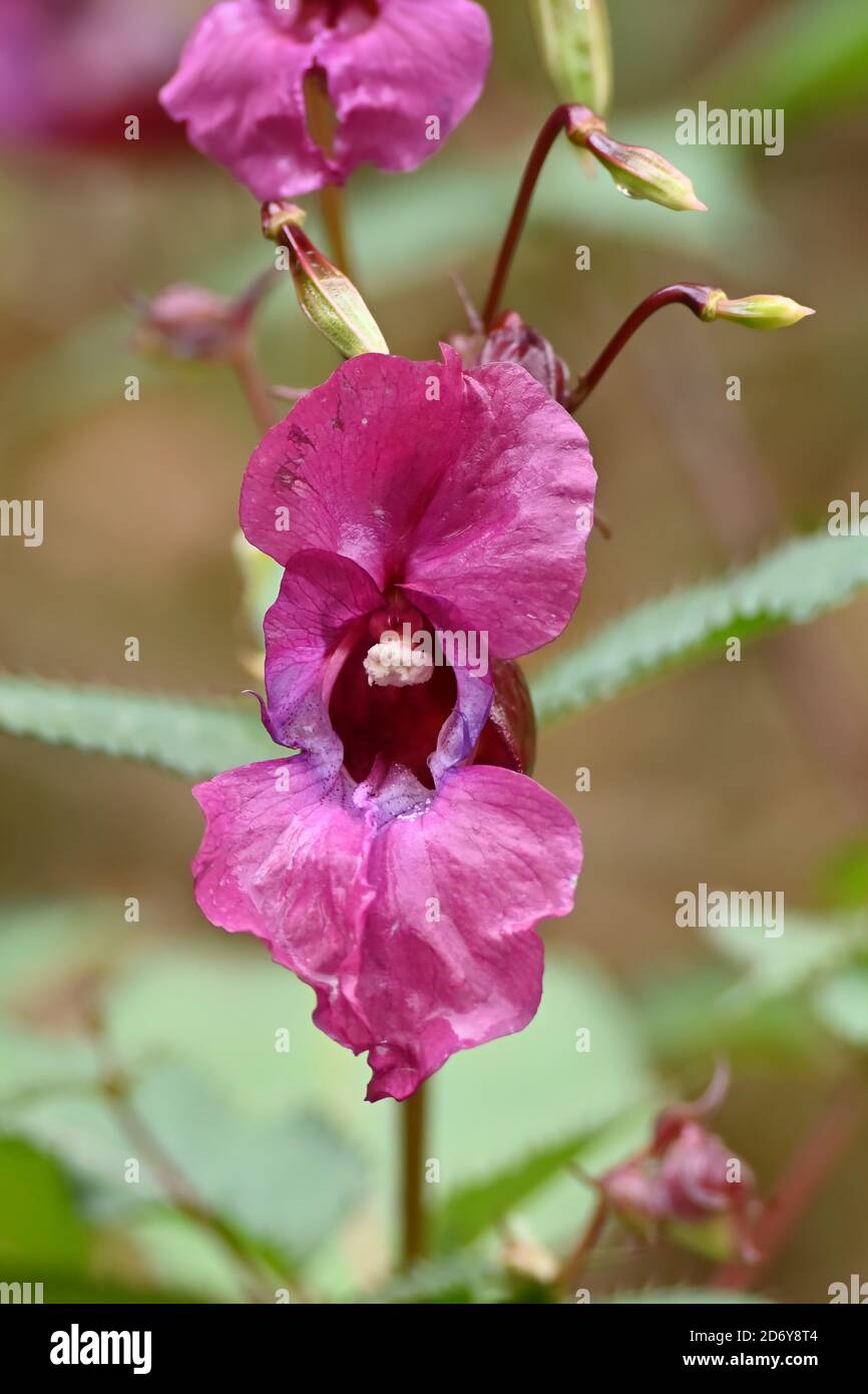 Impatiens glandulifera, pink flowering Himalayan balsam. Policeman's Helmet plant, Bobby Tops, in close-up. Stock Photo