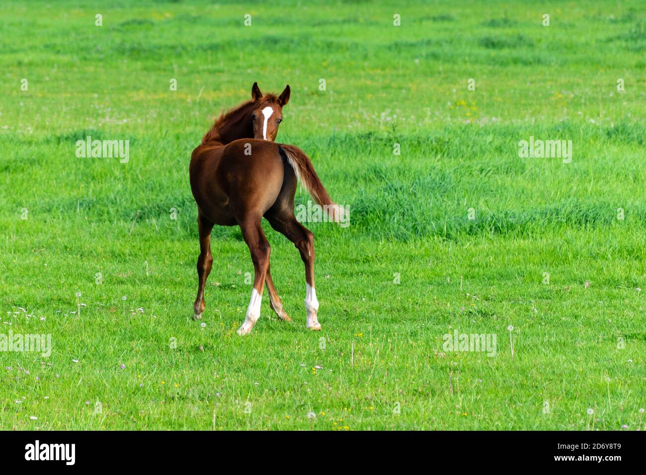 portrait of baby horse in the grass Stock Photo - Alamy