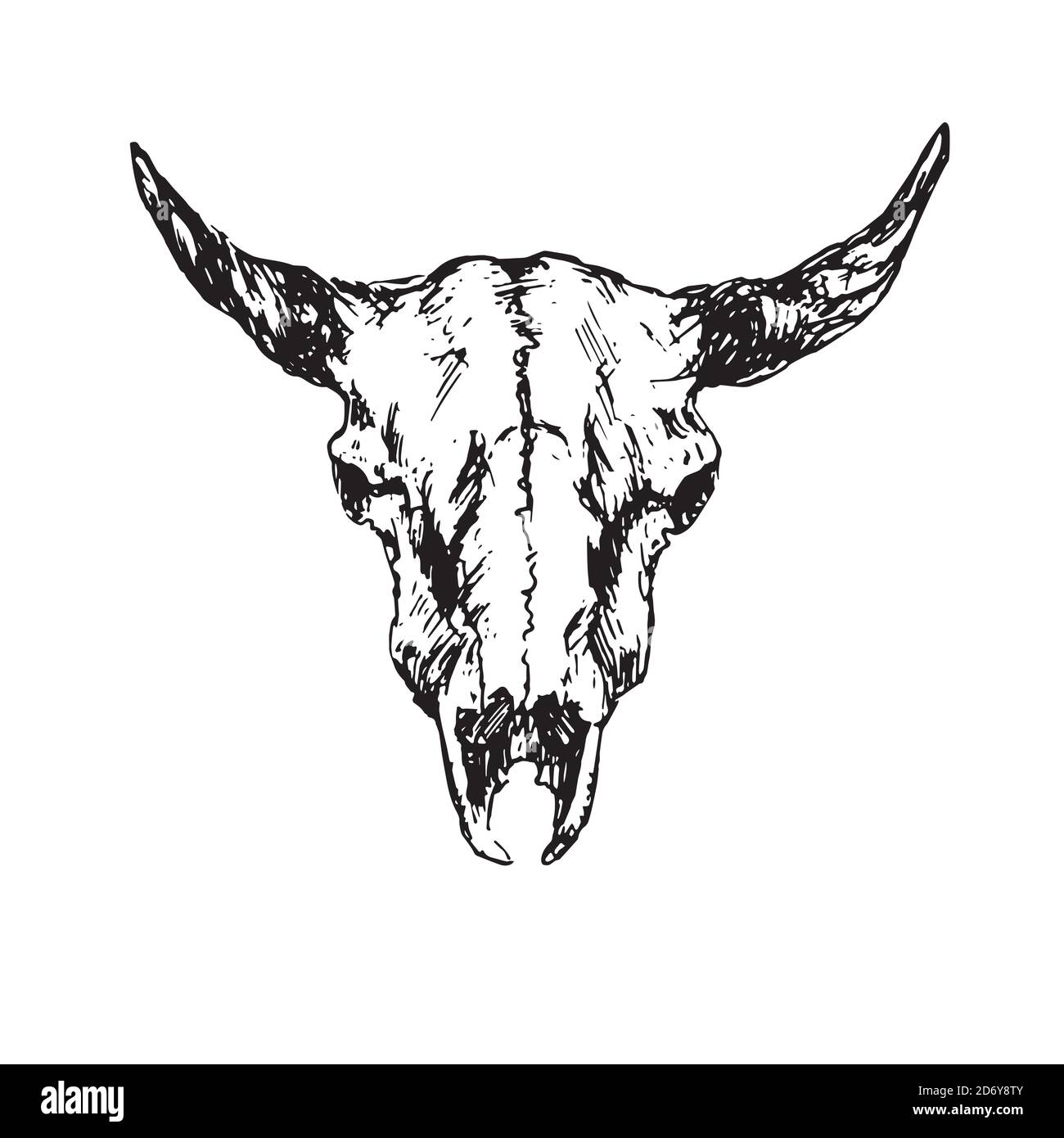 Skull of bull with horns, hand drawn ink doodle, sketch, outline