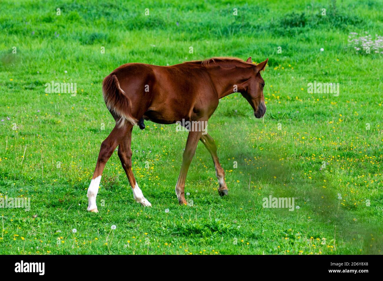 portrait of baby horse in the grass Stock Photo - Alamy