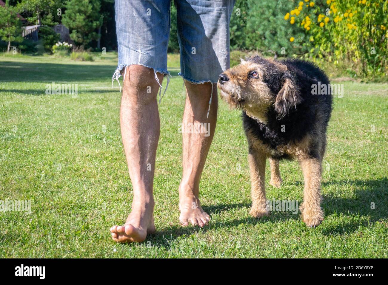 Adopted shaggy dog walks next to owner man on green loan. Man walking his senior dog on grass. Human legs in jeans shorts and old dog in meadow Stock Photo