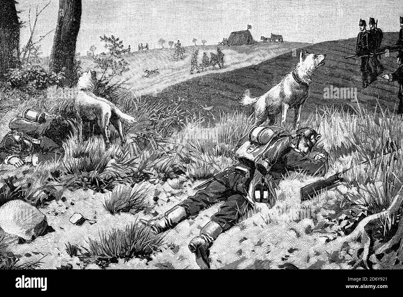 Dogs trained to find wounded soldiers in the German army. Antique illustration. 1890. Stock Photo