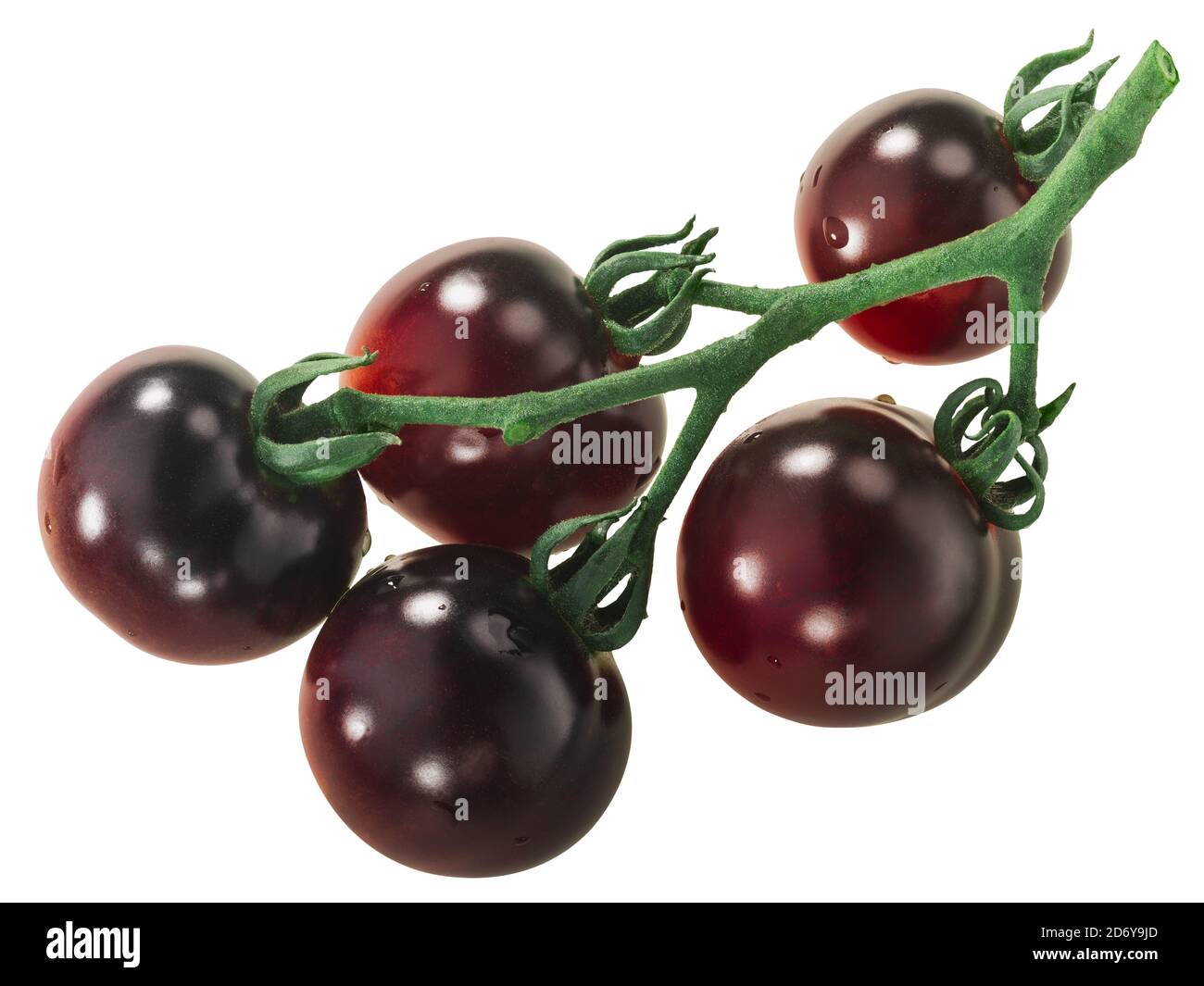 Cluster of Indigo Rose heirloom tomatoes on the vine, isolated Stock ...