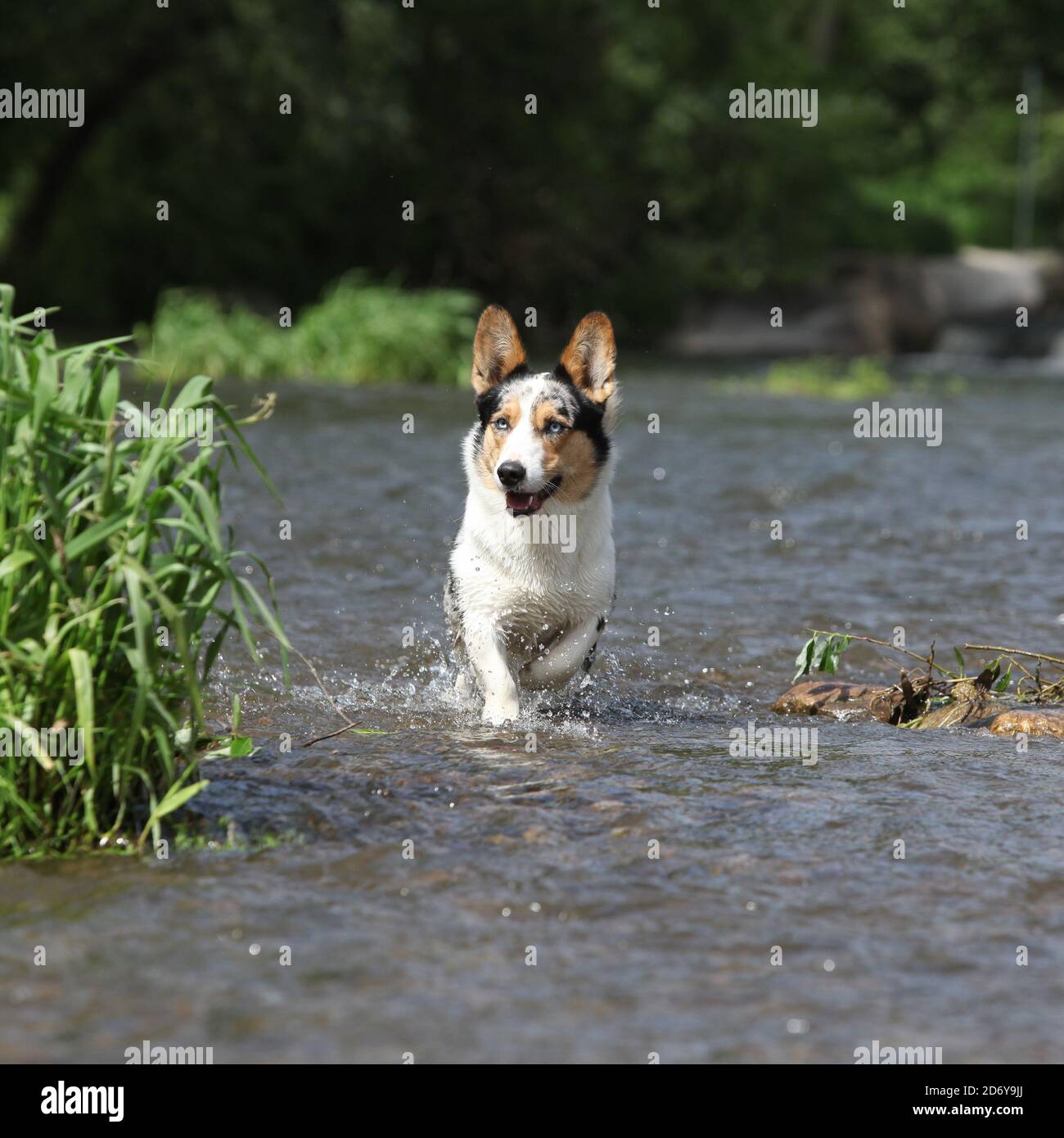 Welsh Corgi Cardigan running in water Stock Photo