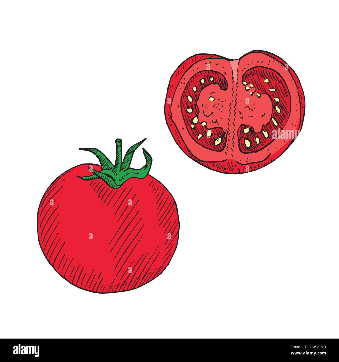 Tomato and cut slice, hand drawn doodle, drawing, sketch, color