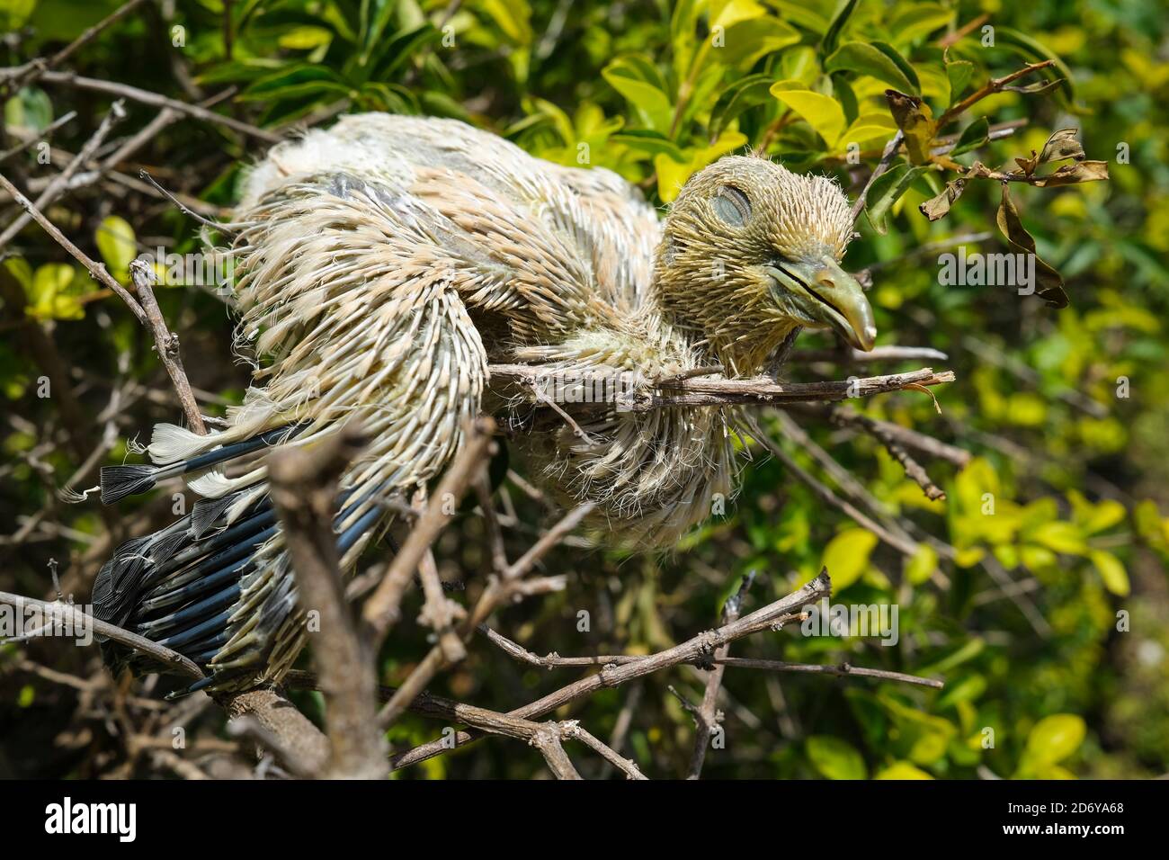 Dead hatchling fallen from the nest. Stock Photo