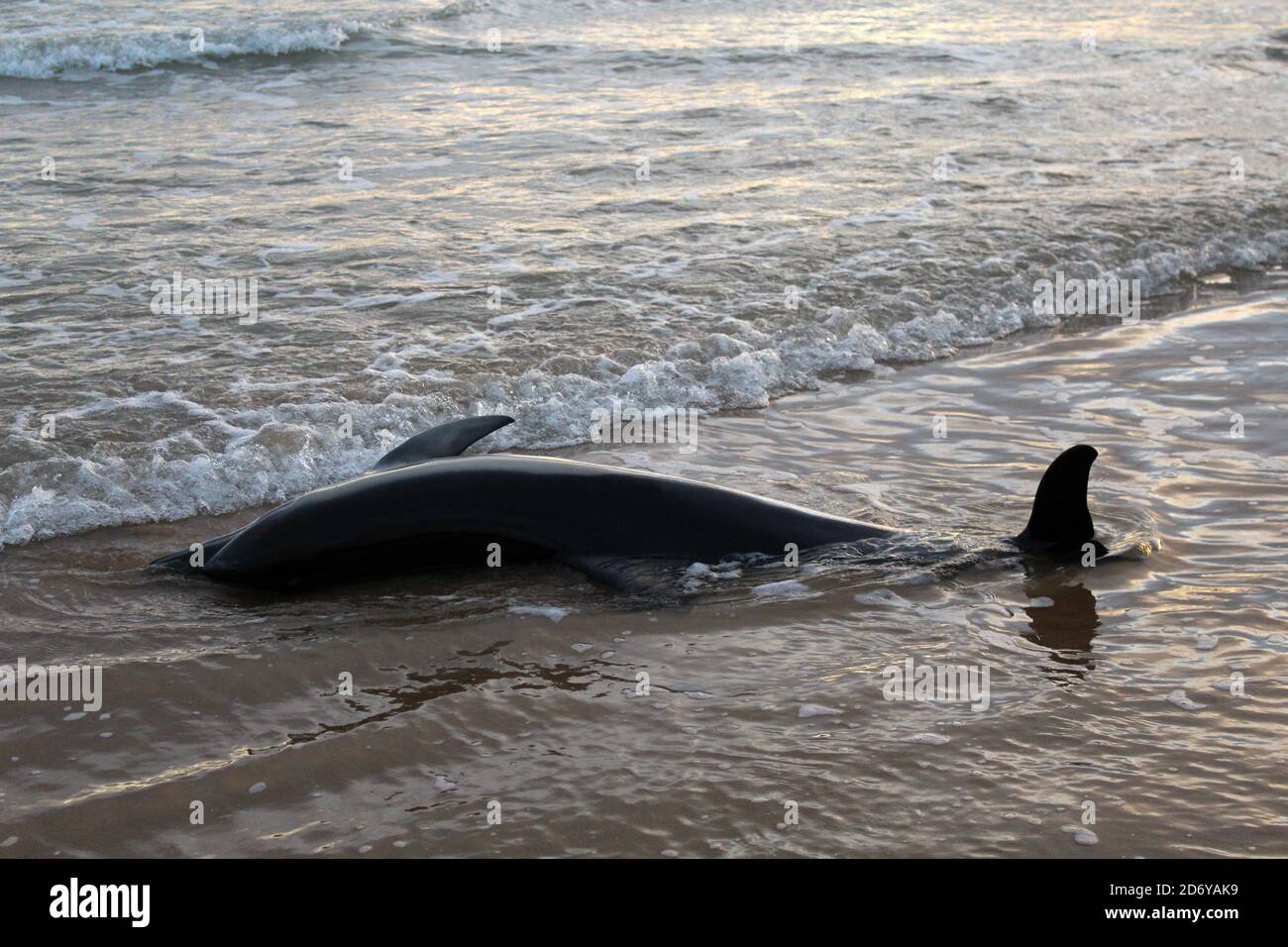 gestrandeter, toter Delfin am Strand von Omaha Beach Stock Photo