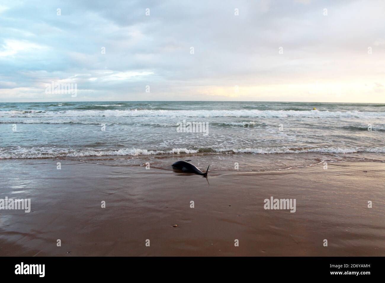 gestrandeter, toter Delfin am Strand von Omaha Beach Stock Photo