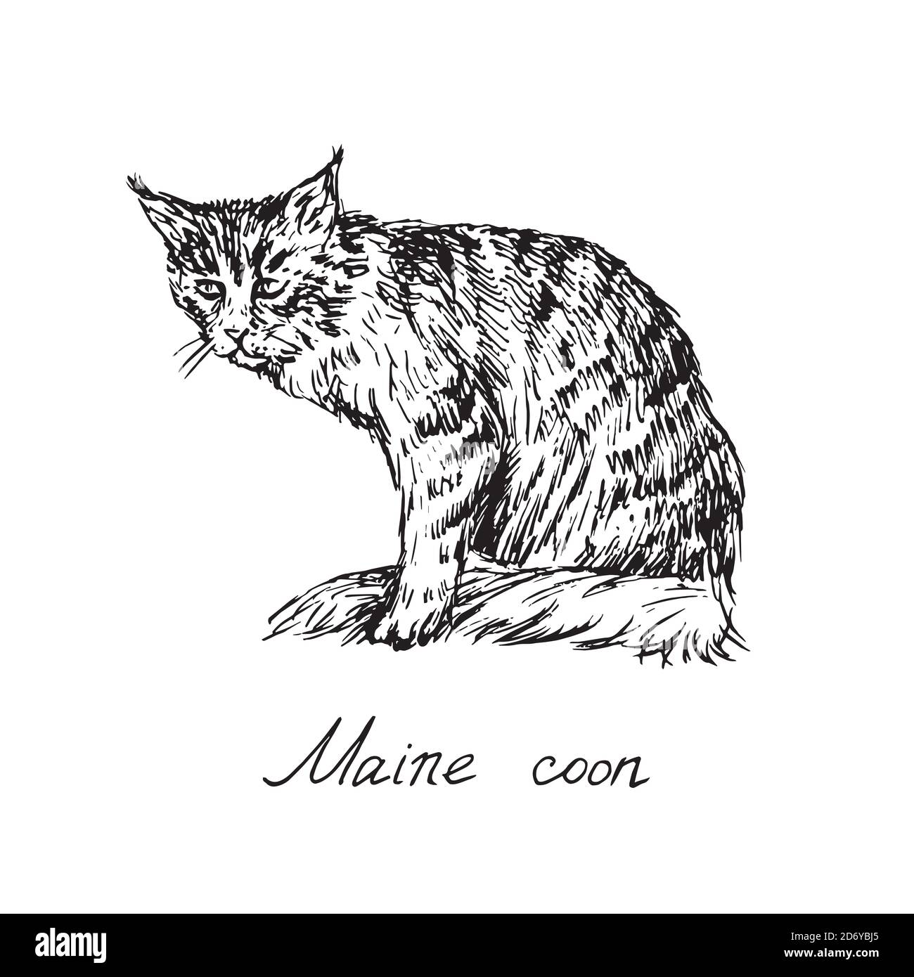 Maine Coon png images  PNGWing