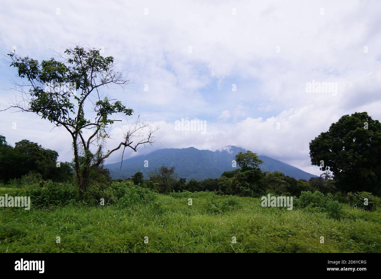 Tree dominated savanna hi-res stock photography and images - Alamy