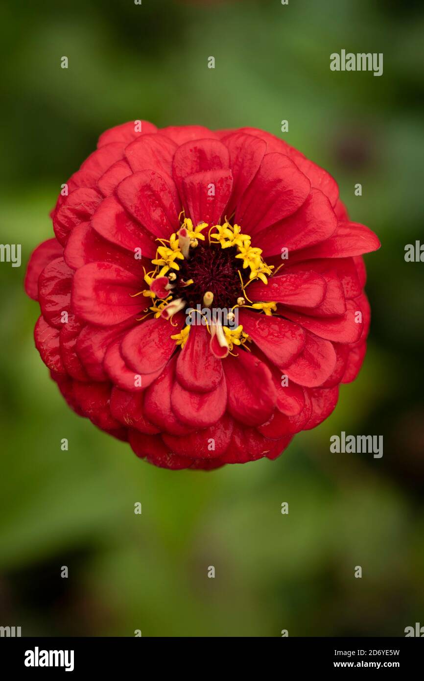 Zinnia super yoga dark red hires stock photography and images Alamy