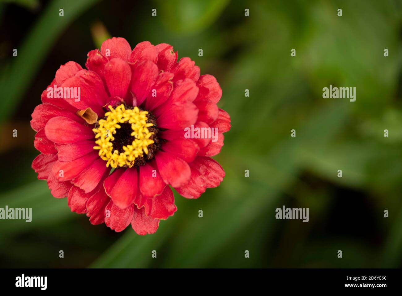 Zinnia super yoga dark red hires stock photography and images Alamy