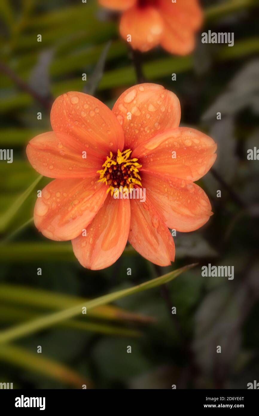 Dahlia (Bishop of Oxford), natural flower portraits with dark foliage
