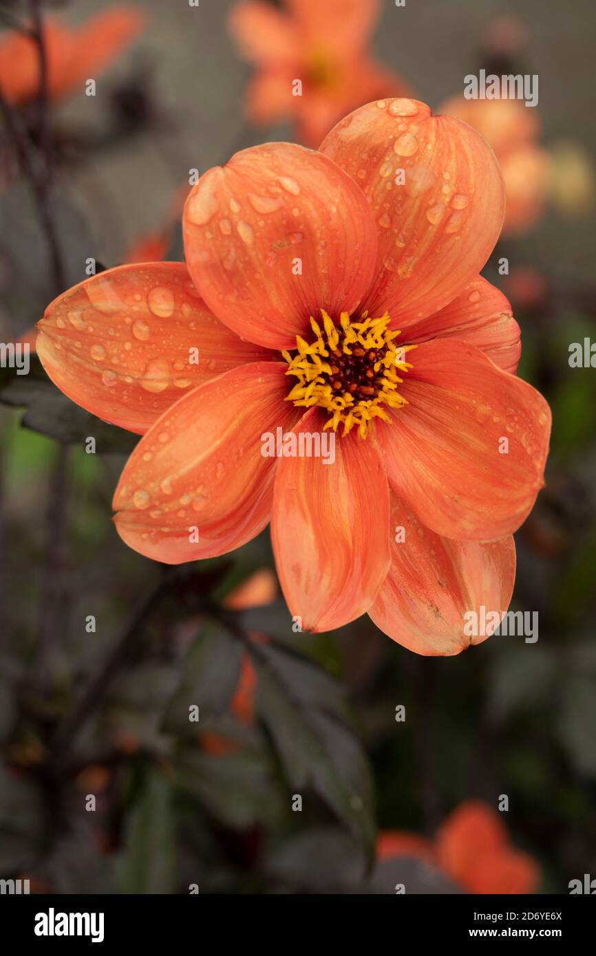 Dahlia (Bishop of Oxford), natural flower portraits with dark foliage Stock Photo