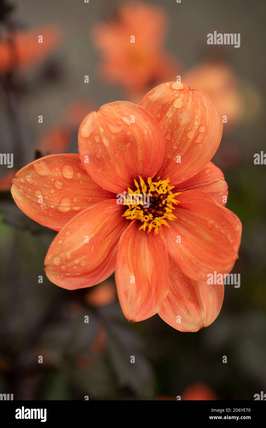 Dahlia (Bishop of Oxford), natural flower portraits with dark foliage Stock Photo