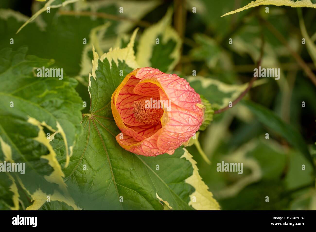 Abutilon  Souvenir de Bonn flower and variegated foliage, natural flower portrait Stock Photo