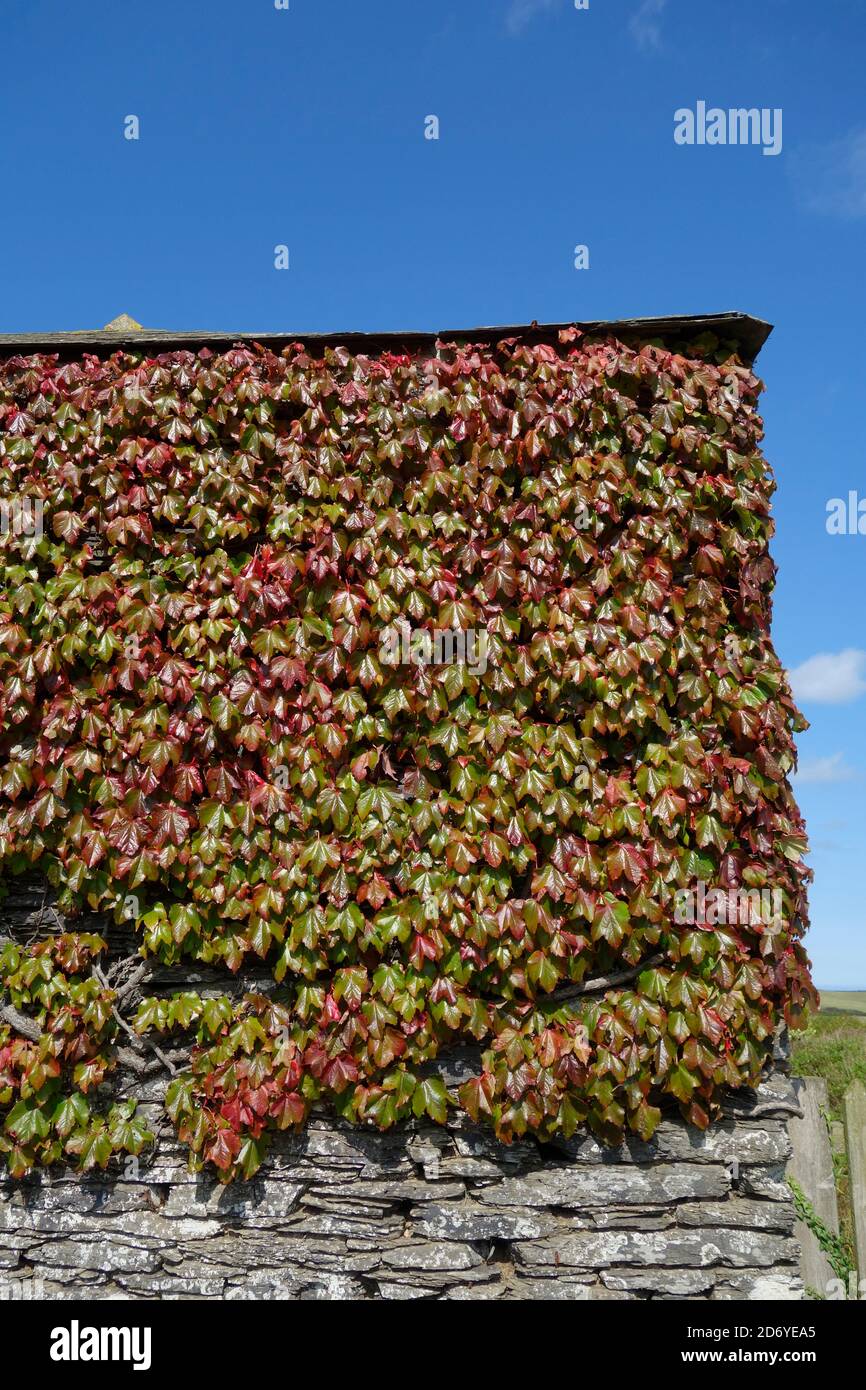 Virginia Creeper Climbing Plant Foliage ( Parthenocissus tricuspidata ) in Autumn  or Fall on a Building Wall, UK Stock Photo