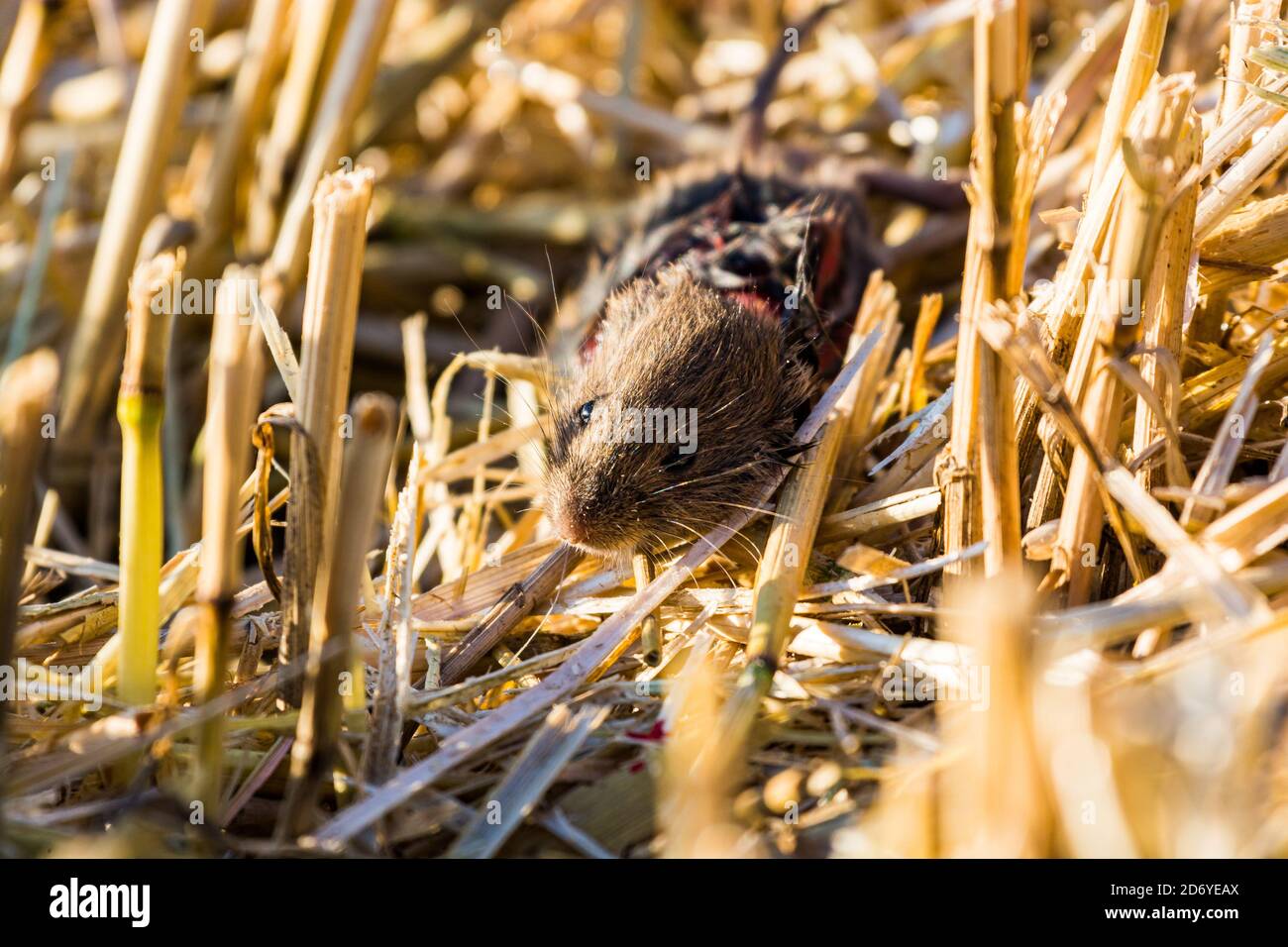 Common vole after attack of cat ending as a death Stock Photo Alamy