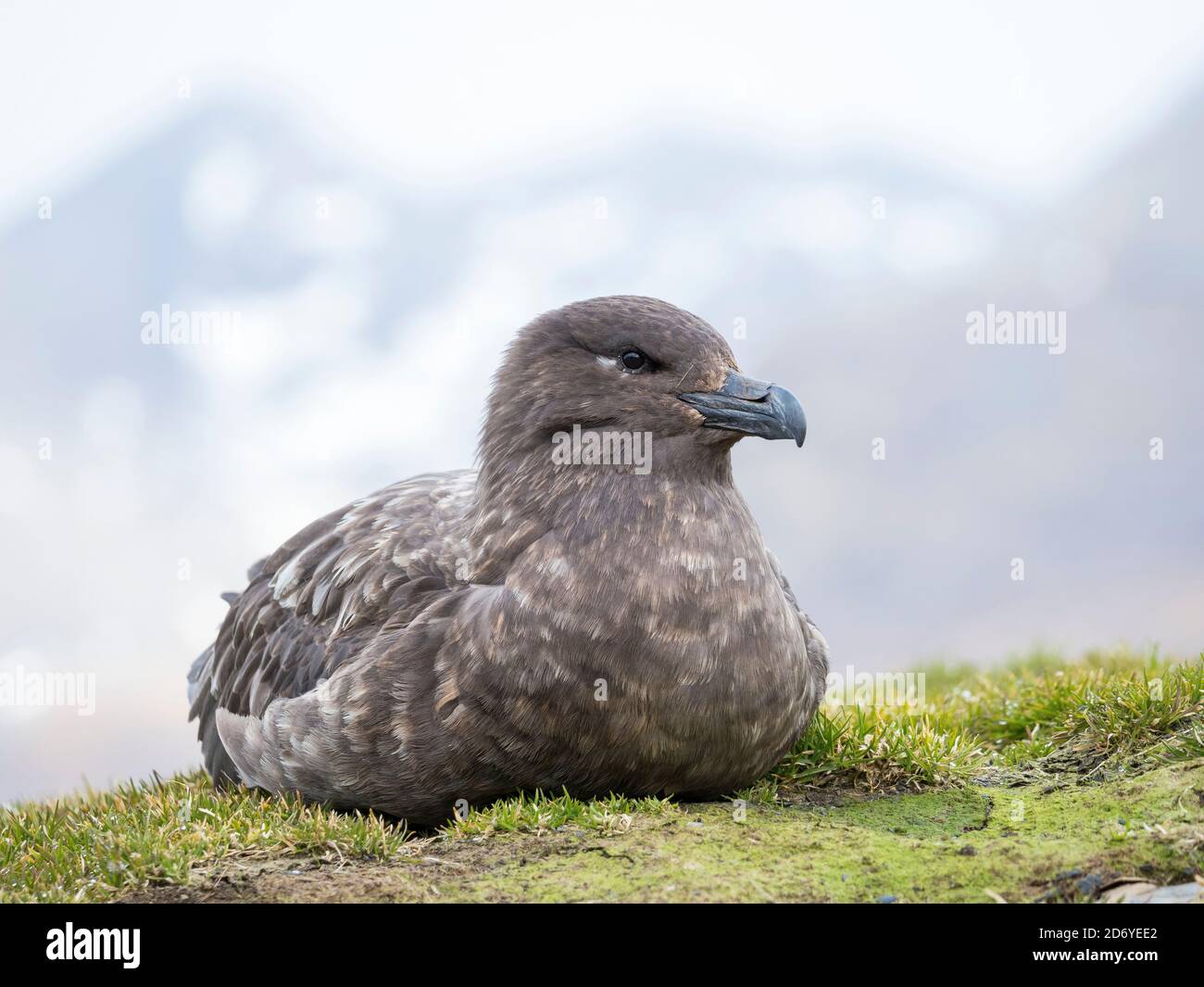 Brown Skua (Stercorarius lonnbergi) on South Georgia. The taxonomy is under dispute. Other names are: Stercorarius antarcticus lonnbergi, Antarctic Sk Stock Photo