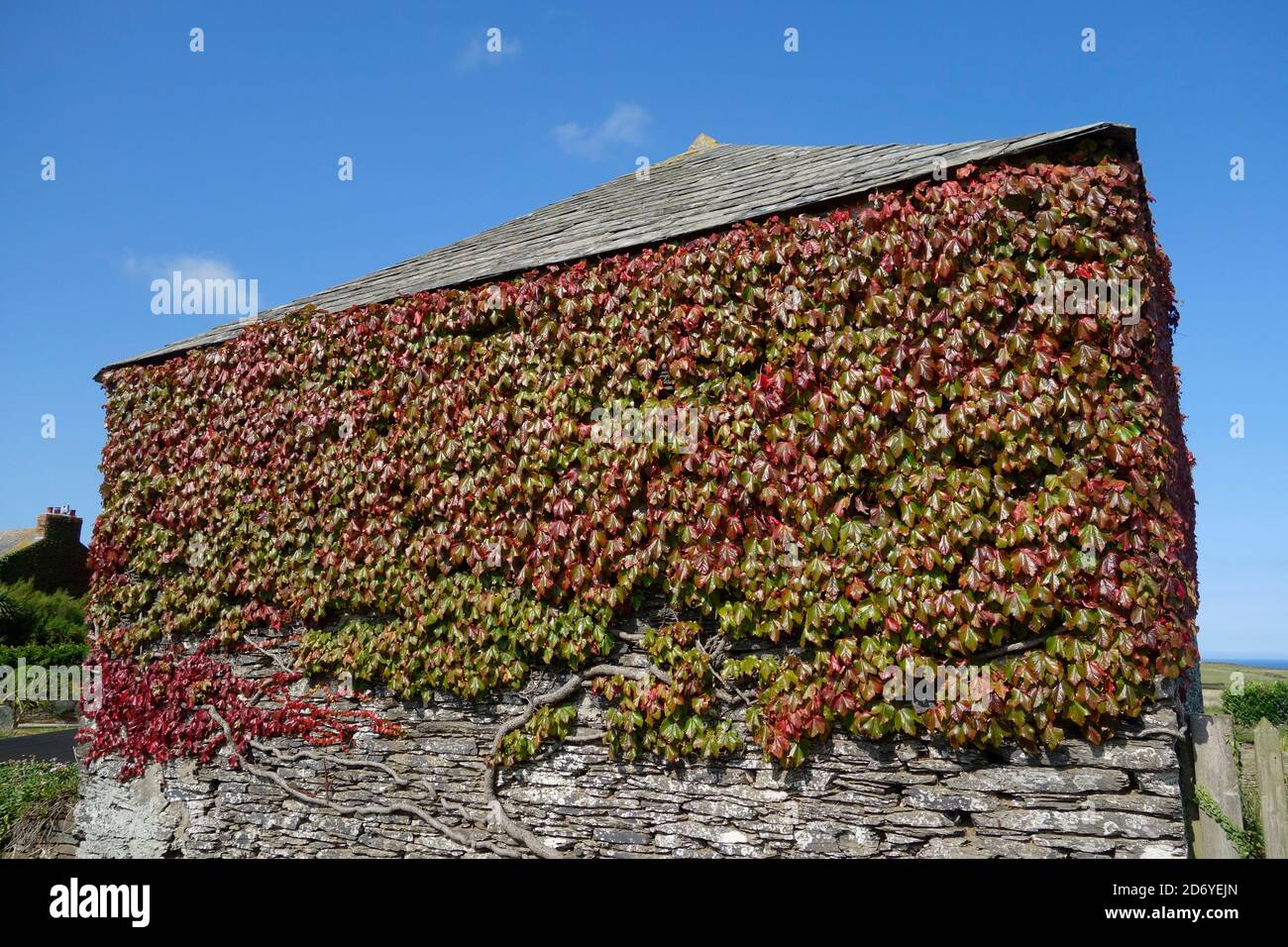 Virginia Creeper Climbing Plant Foliage ( Parthenocissus tricuspidata ...
